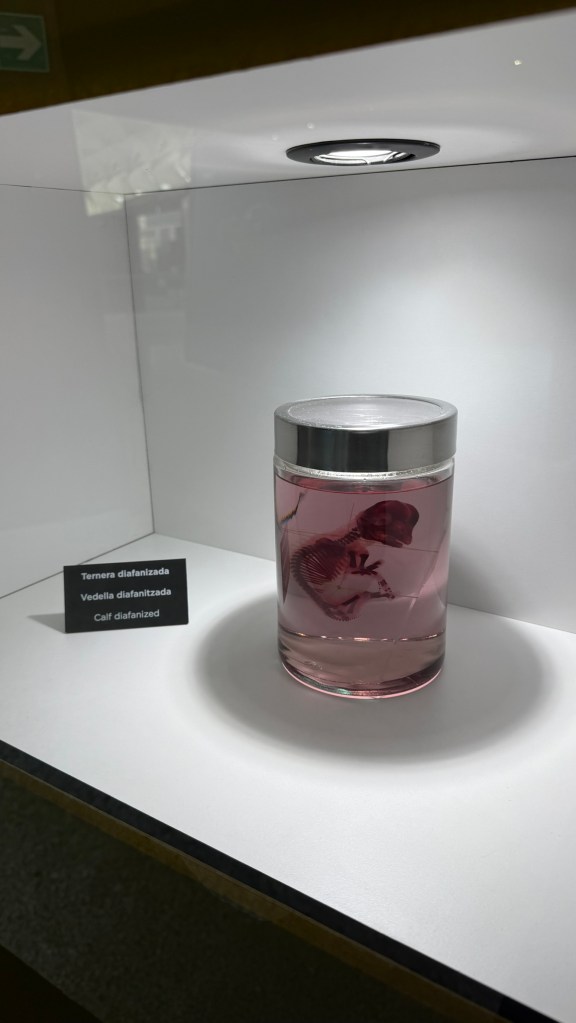 Valencia Museu de les Ciències